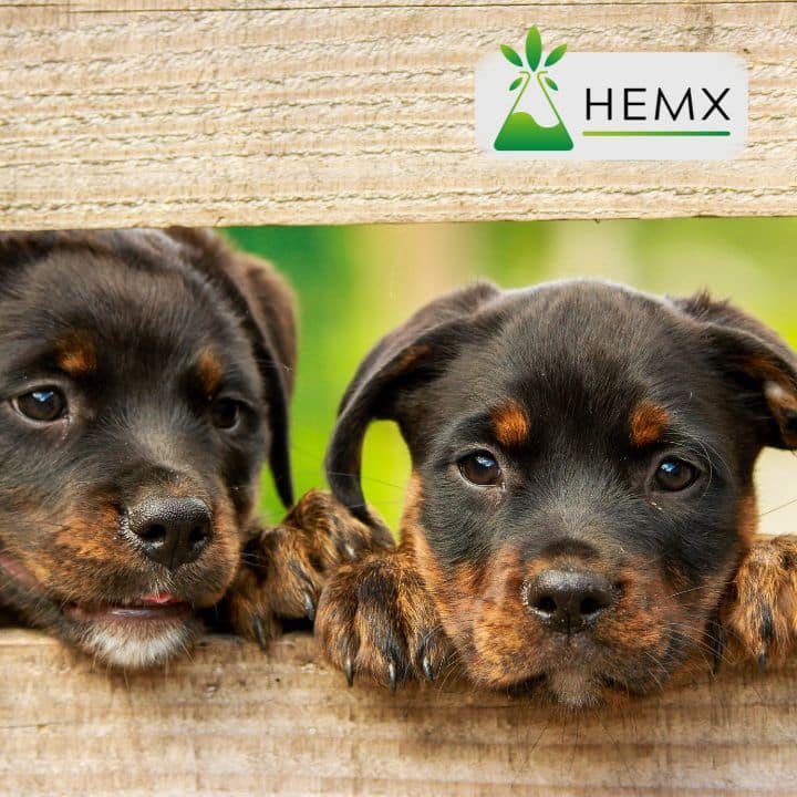 CBD Oil for Dogs UK