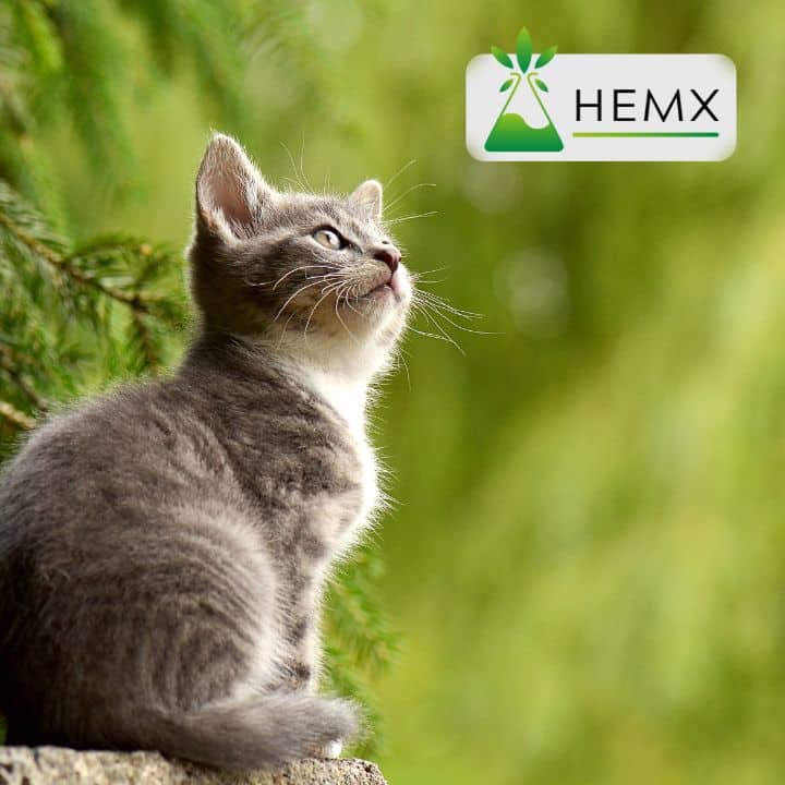 CBD Oil for Cats UK