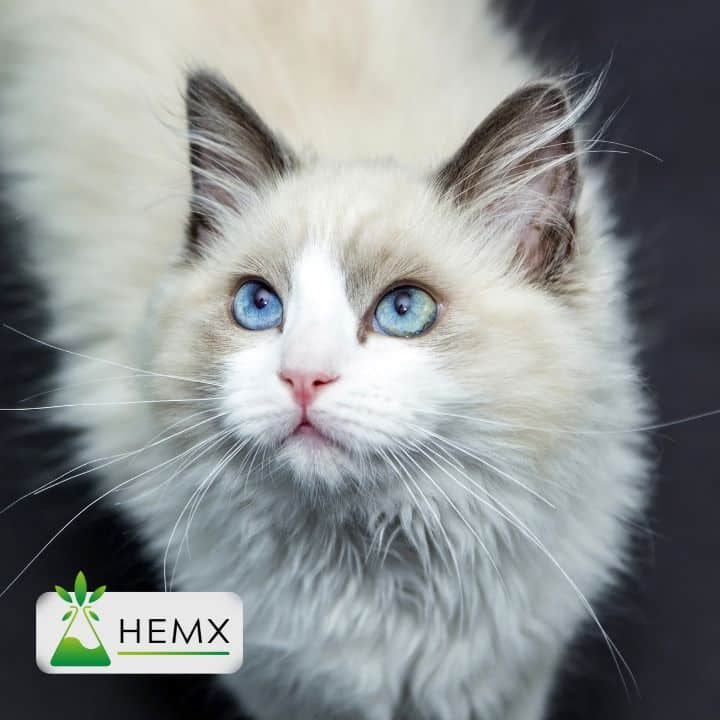 CBD Oil for Cats UK